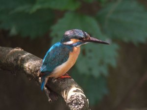 Kingfisher