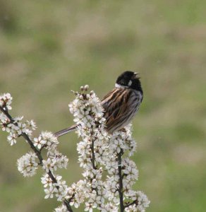 Reed Bunting