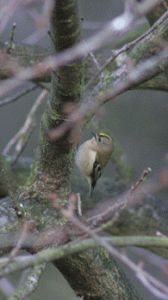 Goldcrest