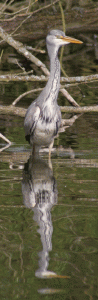 Grey Heron