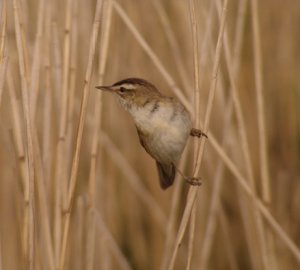 Sedge Warbler