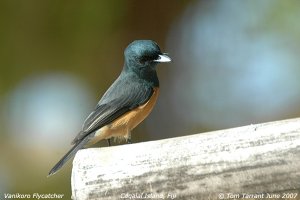 Vanikoro Flycatcher