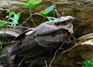 Large-Tailed Nightjar (sub-adult female)