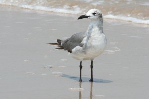 Laughing Gull