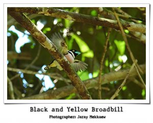 Black and Yellow Broadbill