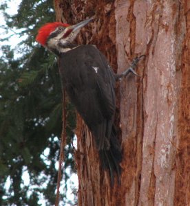 Pileated Woodpecker