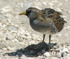 Adult, Non-Breeding Sora