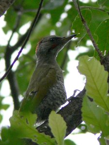 Japanese Green Woodpecker