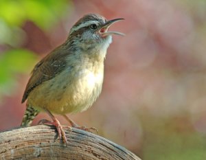 Singing Jenny Wren