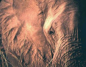 A Zambezi evening......Elephant close up