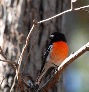 Scarlet Robin (Male)