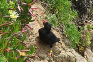 Chough