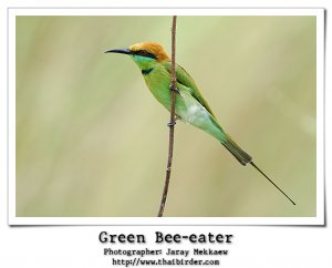 Green Bee-eater