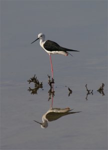 Black-winged Stilt