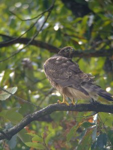 Goshawk (juvenile)