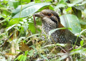 Scaly Ground Roller