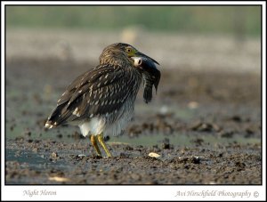 Night Heron