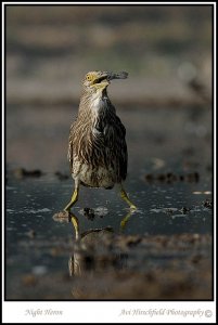 night heron