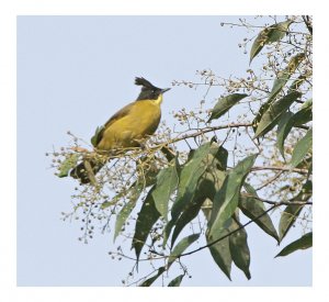 Bornean Bulbul