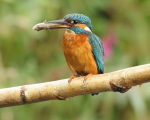 kingfisher