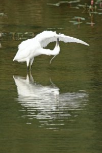 little egret