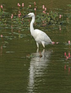 little_egret_21