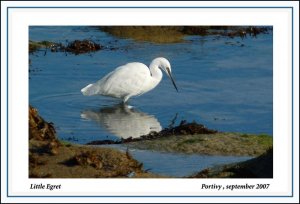 little-egret-bf