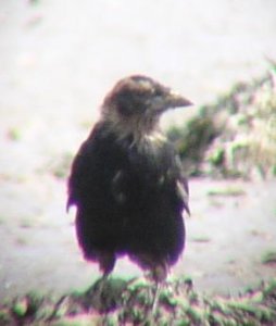 leucistic? hybrid? crow