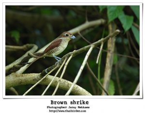 Brown Shrike