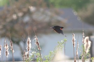 red winged black bird