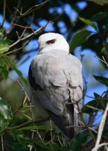 Black-Shouldered Kite