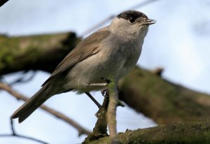 blackcap