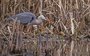 GREY HERON WITH FROG