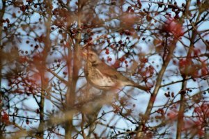 Fieldfare