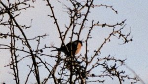 Bullfinch