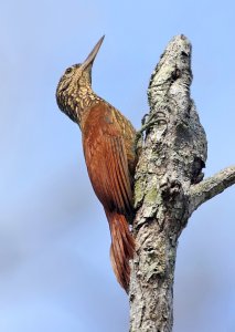 Straight-billed woodcreeper...