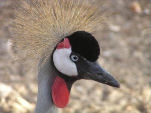 Crested crane