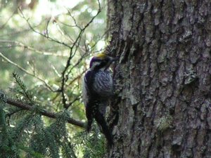 three toed woodpecker