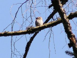 pygmy owl