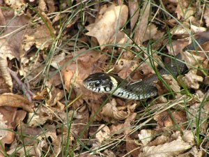 Grass Snake Natrix natrix