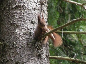 red squirrel