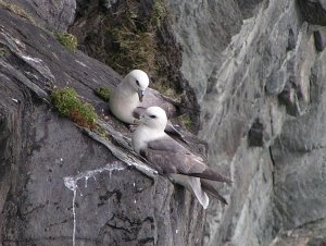 Fulmar