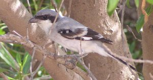 Great grey shrike Lanius meridionalis algierensis