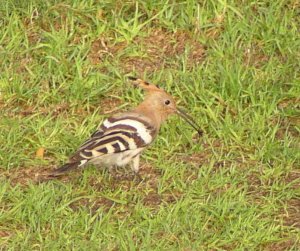 Hoopoe