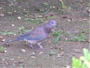 Laughing dove