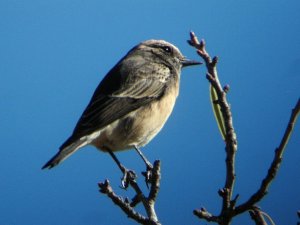 CYPRUS WHEATEAR (Oenanthe cypriaca)