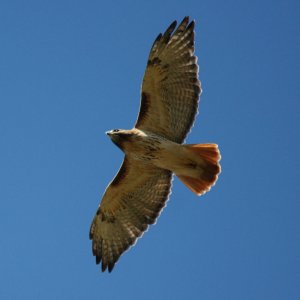 Classic Red-Tail