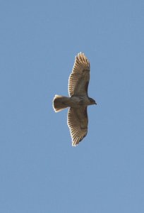 Buteo transparentus