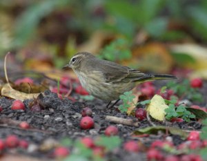 Palm Warbler