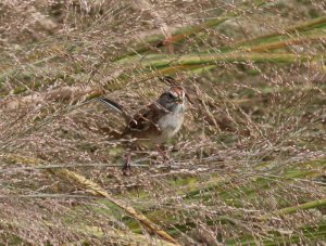 American Tree Sparrow